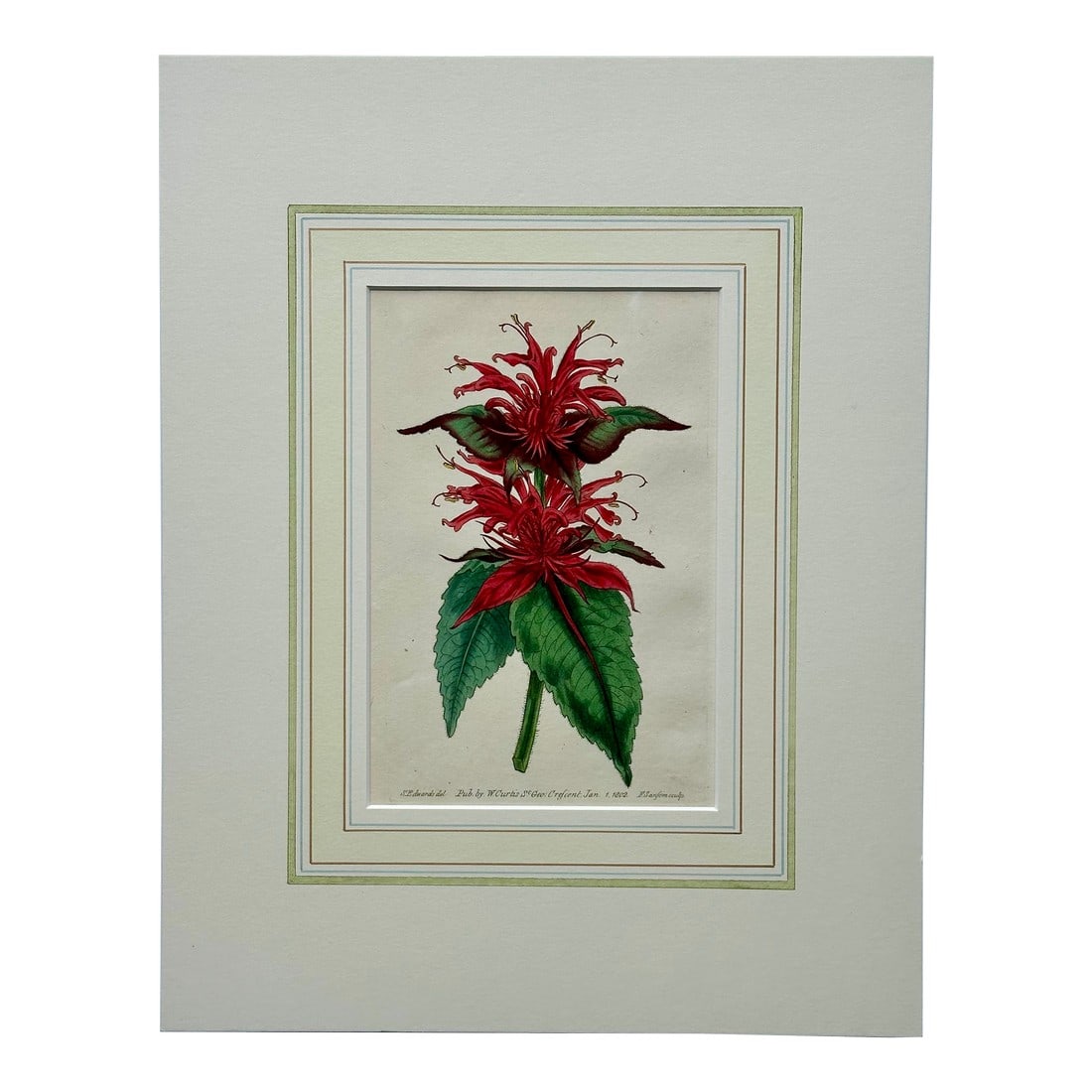 Scarlet Monarda Botanical Flower Original Engraving by Curtis, 1803: Original copper engraving by William Curtis.Â Curtis began publication of the Botanical Magazine in February 1787 and continued almost without interruption for 160 years. The plates are