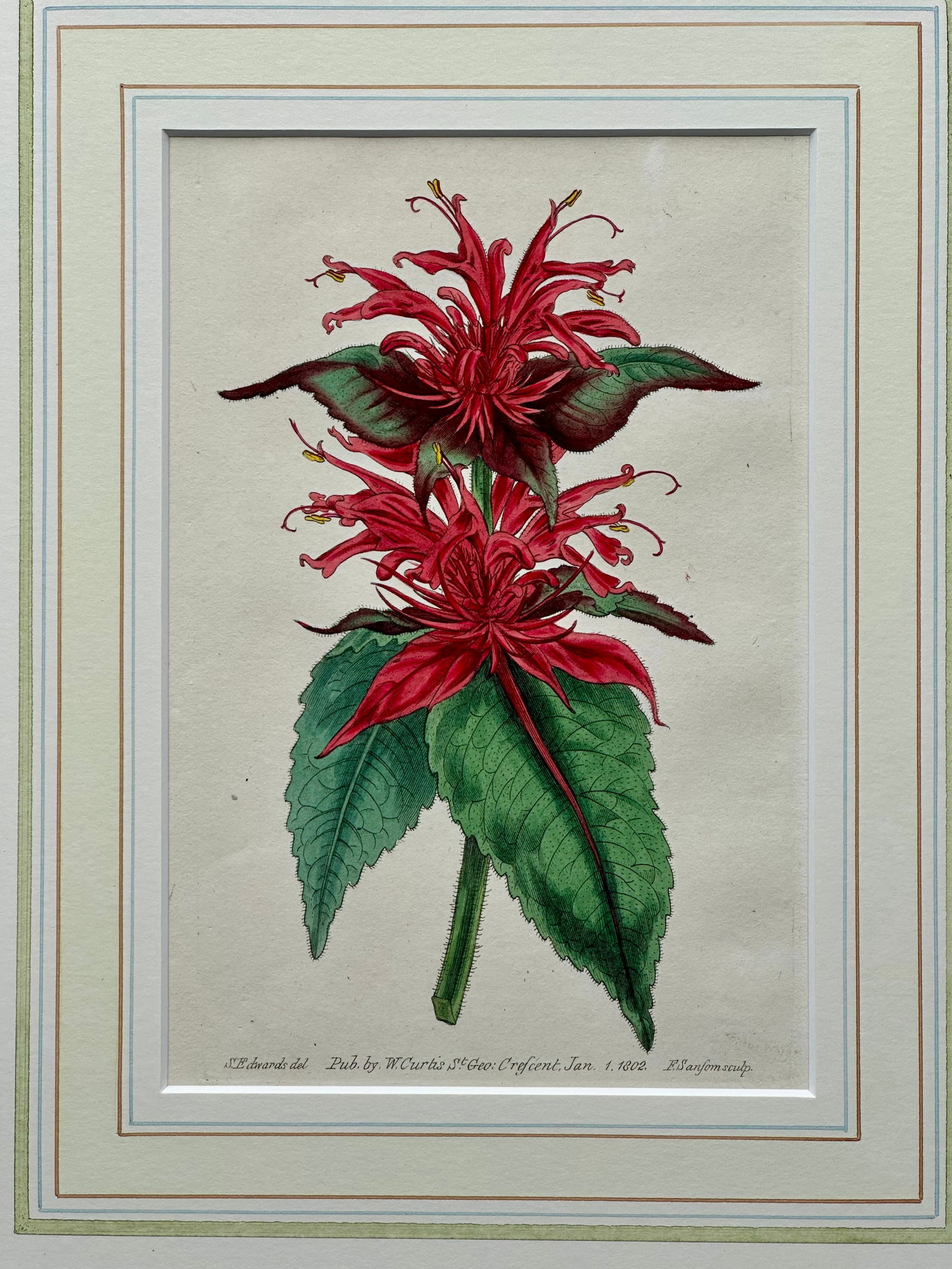 Scarlet Monarda Botanical Flower Original Engraving by Curtis, 1803 - 2