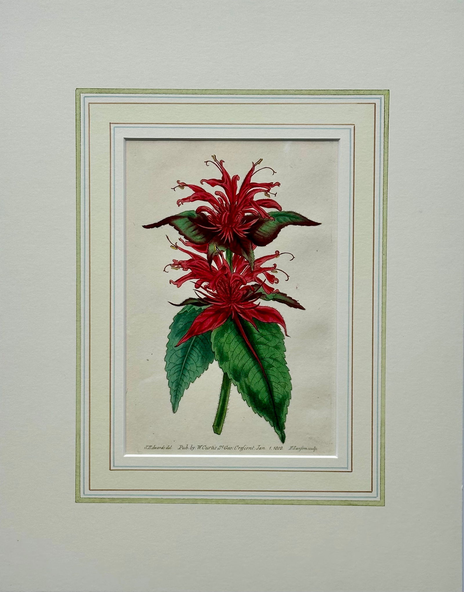 Scarlet Monarda Botanical Flower Original Engraving by Curtis, 1803 - 3
