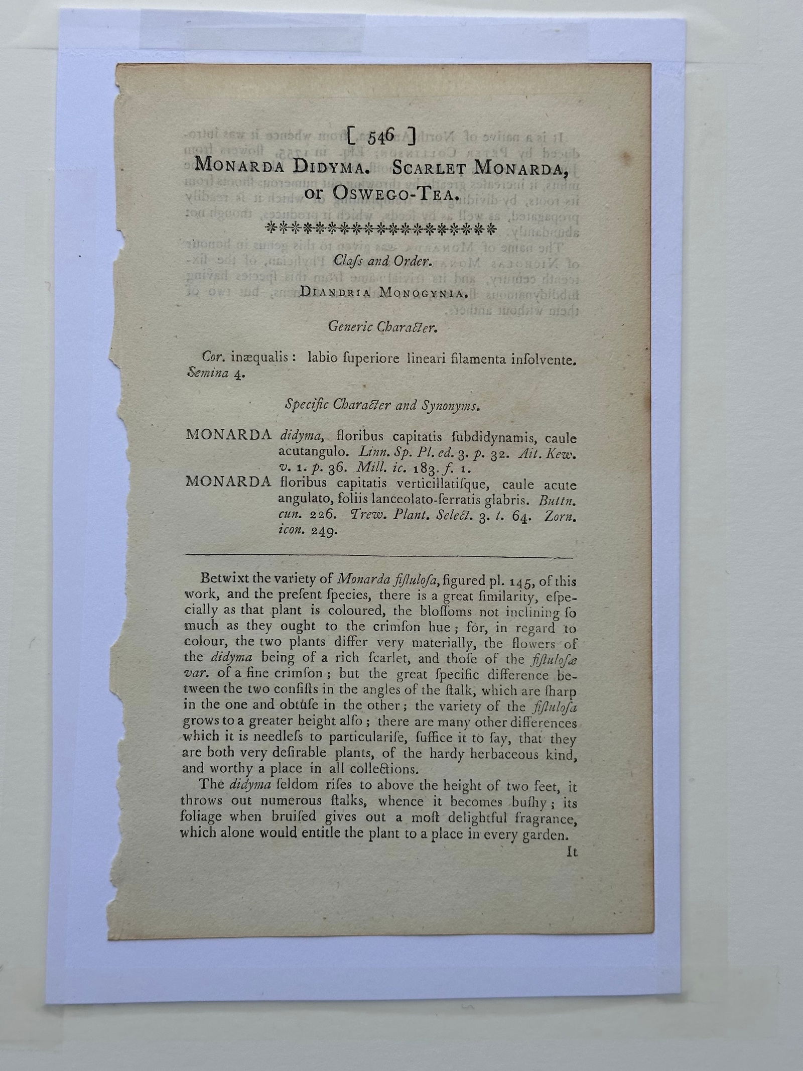 Scarlet Monarda Botanical Flower Original Engraving by Curtis, 1803 - 4