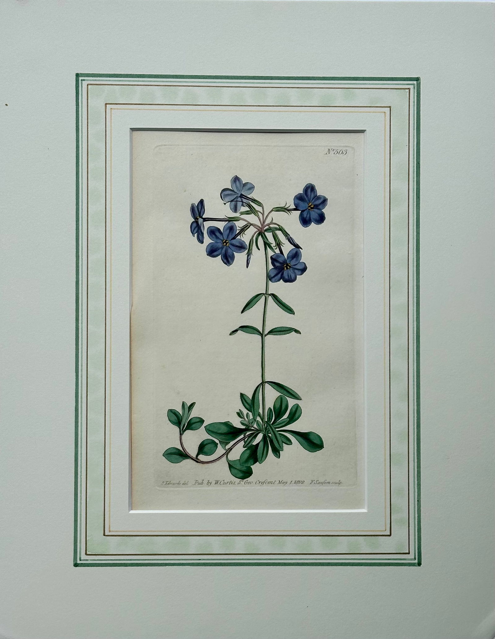 Early 19th Century Cassia, Viburnum and Creeping Violet Phlox Botanicals by Curtis (Set of 3) - 2