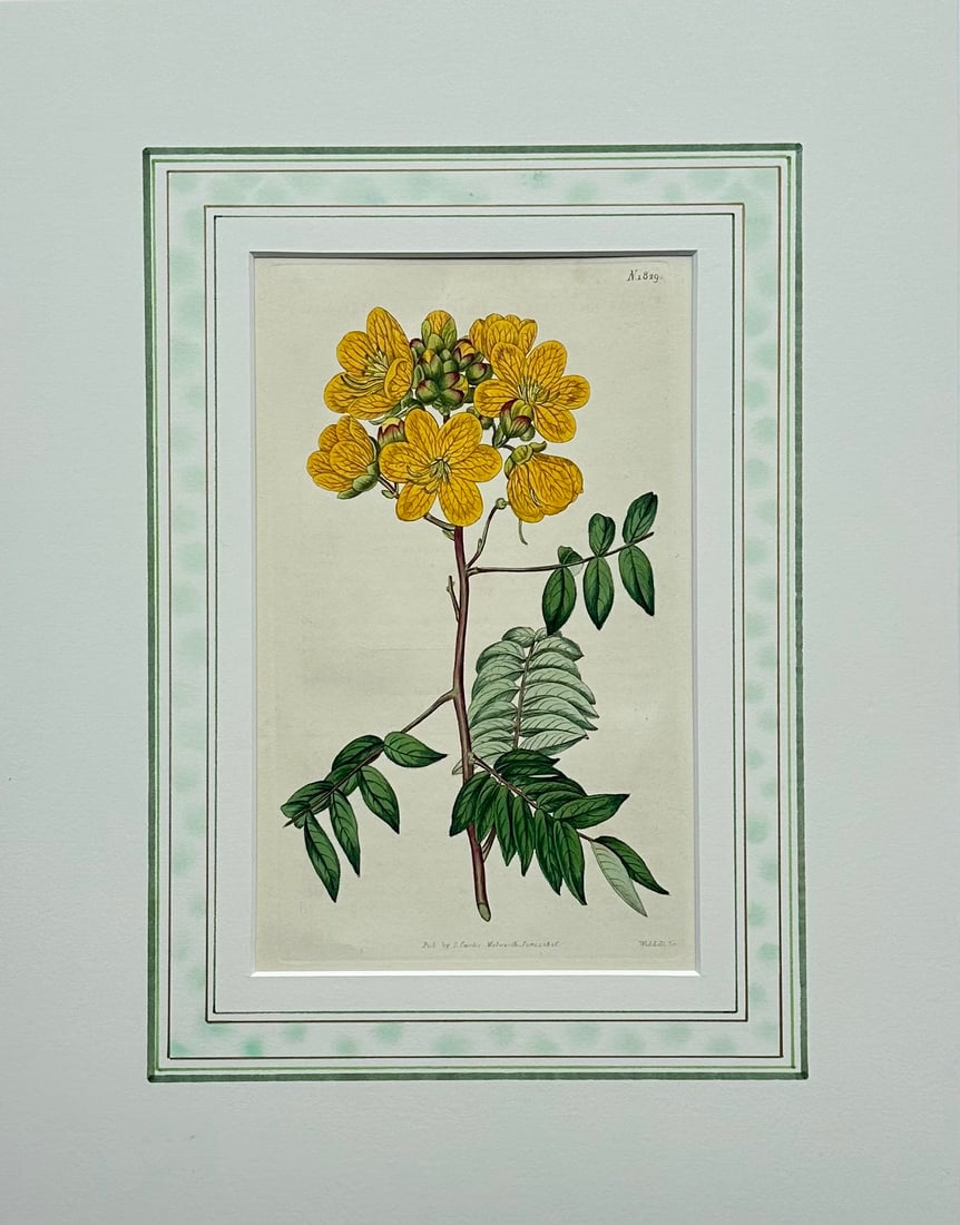 Early 19th Century Cassia, Viburnum and Creeping Violet Phlox Botanicals by Curtis (Set of 3) - 3
