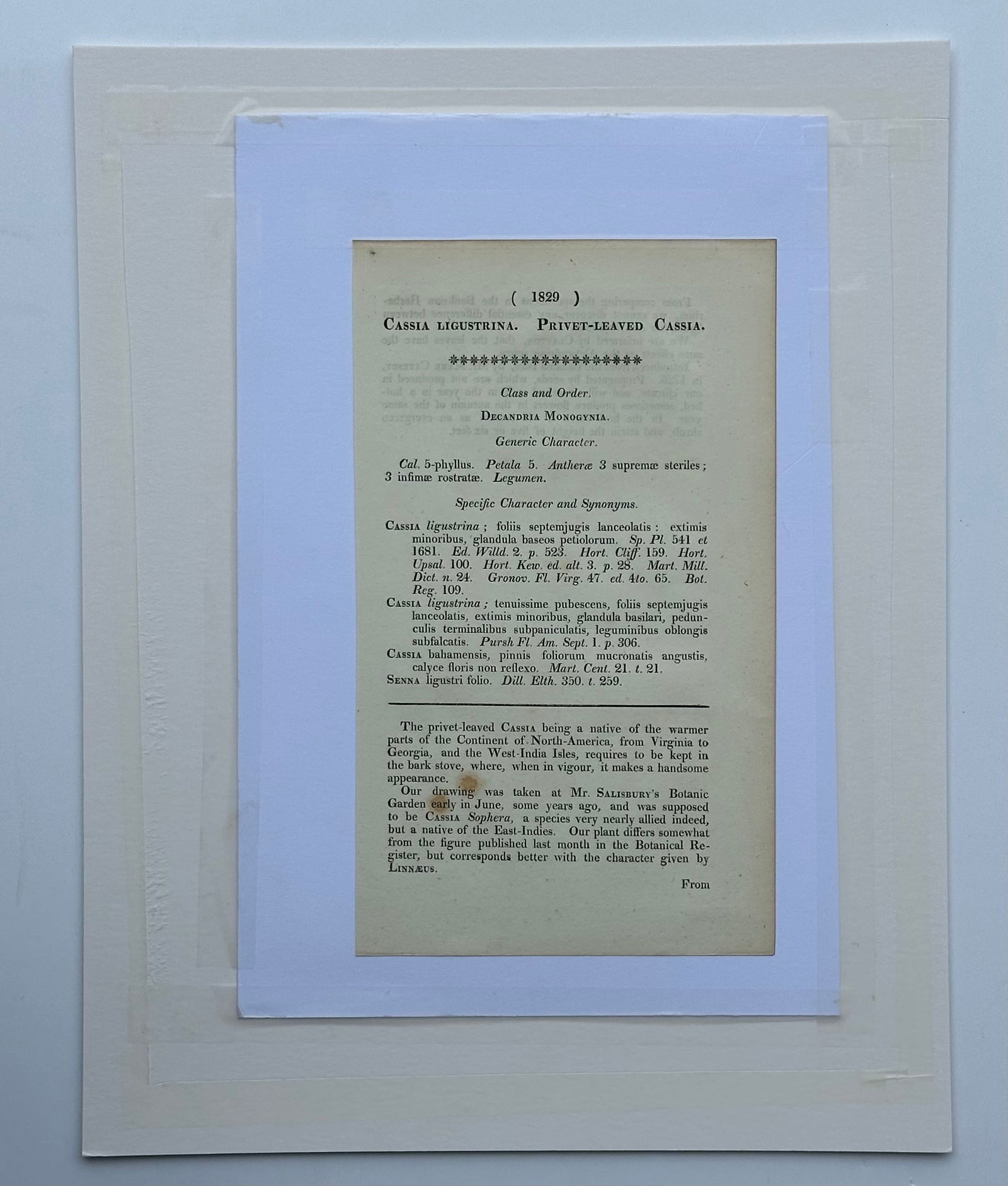 Early 19th Century Cassia, Viburnum and Creeping Violet Phlox Botanicals by Curtis (Set of 3) - 5
