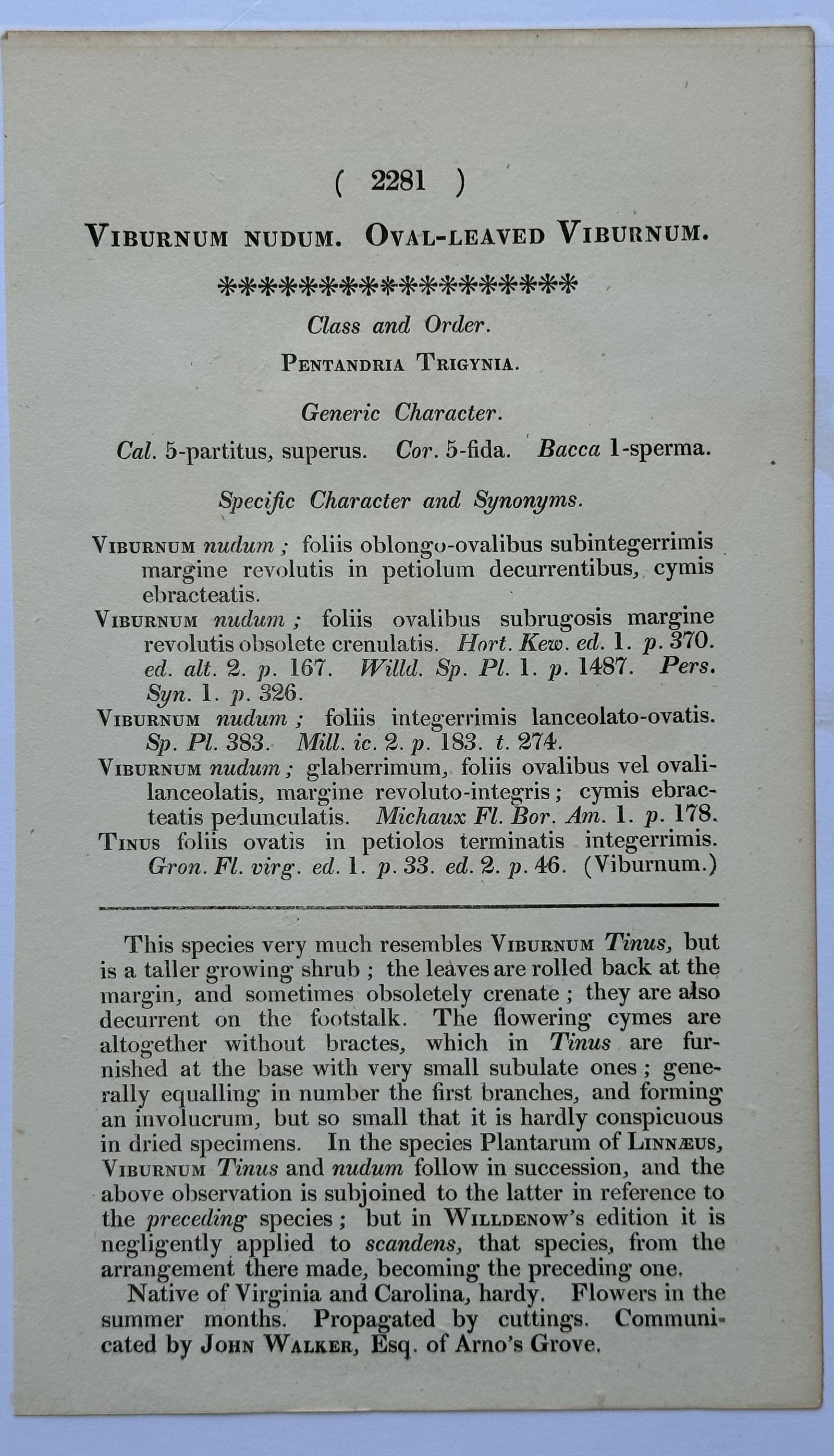 Early 19th Century Cassia, Viburnum and Creeping Violet Phlox Botanicals by Curtis (Set of 3) - 6