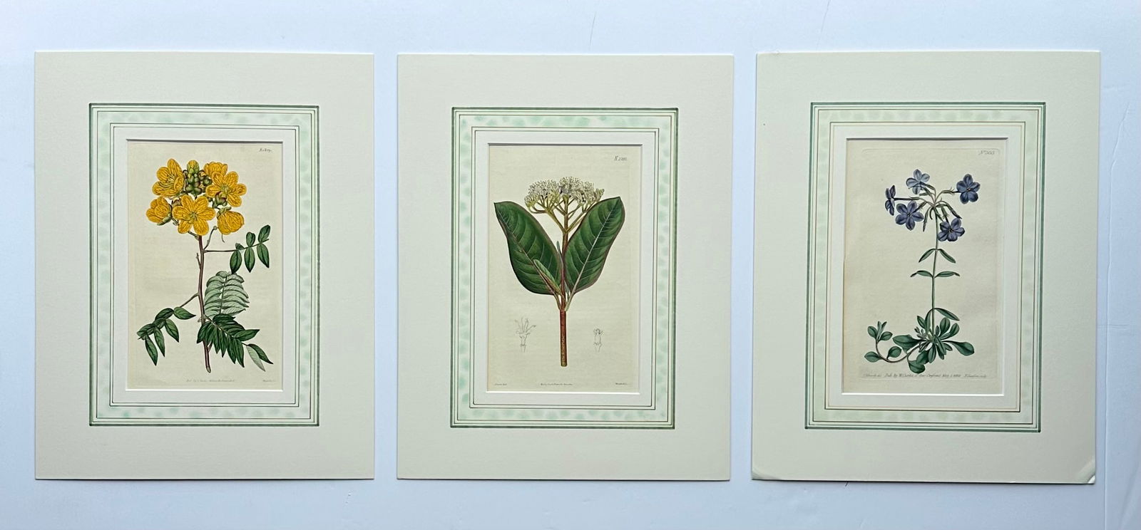 Early 19th Century Cassia, Viburnum and Creeping Violet Phlox Botanicals by Curtis (Set of 3) - 8
