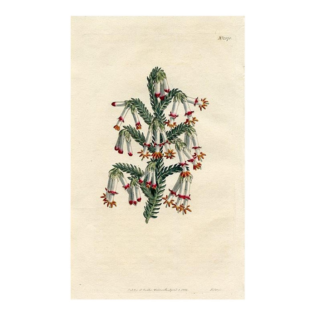 1811, Heather Botanical Print, Curtis's Botanical Magazine, Original Antique Botanical Print, Engrav: Original early-1800s hand-colored botanical print published in "Curtis's Botanical Magazine", the oldest and longest published of the British botanical journals. Shown is the Monadelphous Heather. 