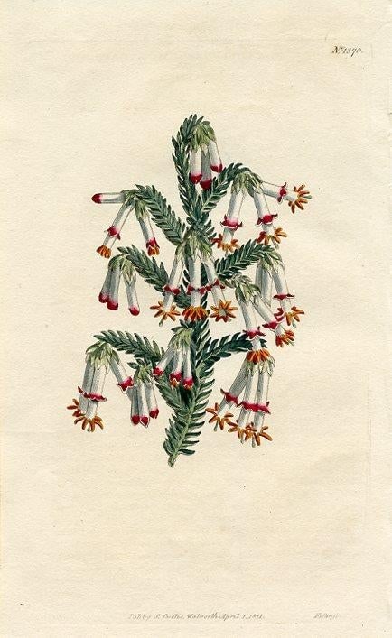 1811, Heather Botanical Print, Curtis's Botanical Magazine, Original Antique Botanical Print, Engrav - 2