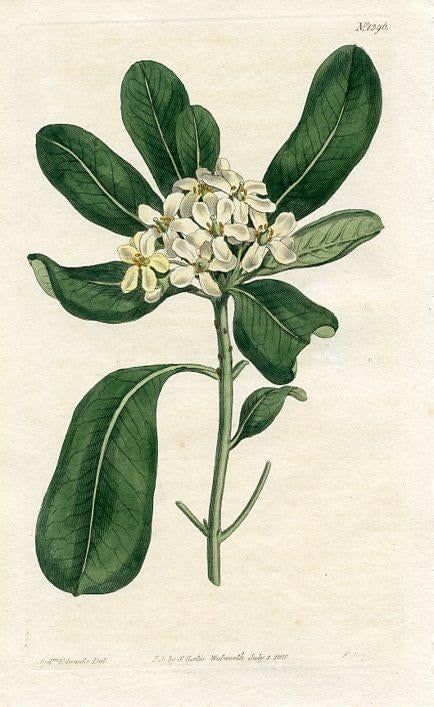1811, Mock Orange Botanical Print, Curtis's Botanical Magazine, Original Antique Botanical Print, En - 2