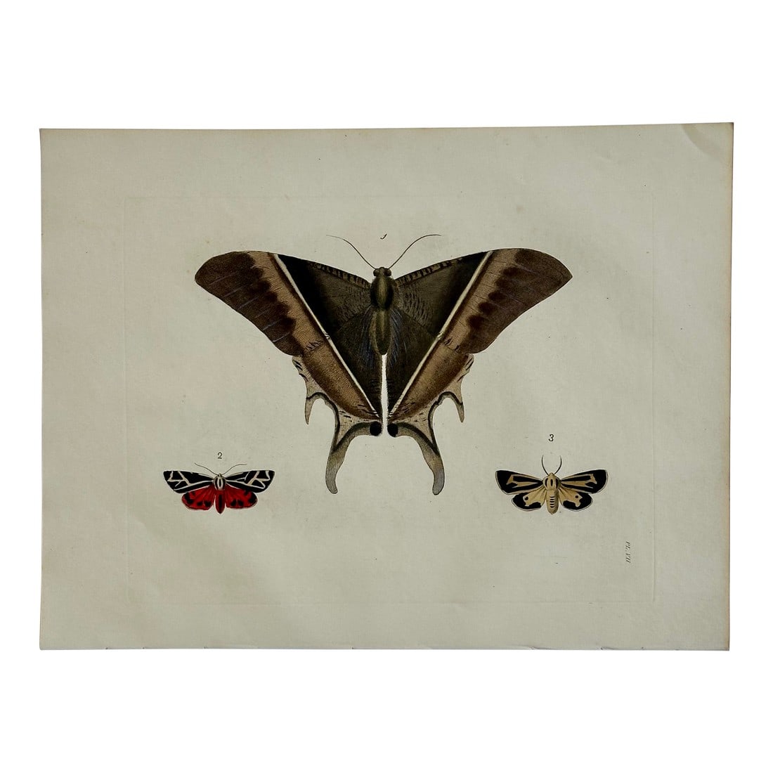 Hawk Moths Original Engraving by Dru Drury, 1837 (1 of 3)
