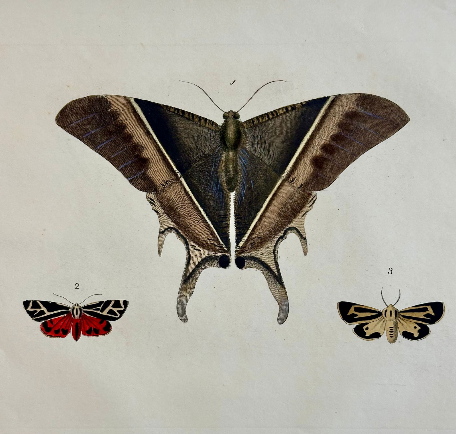 Hawk Moths Original Engraving by Dru Drury, 1837 - 2
