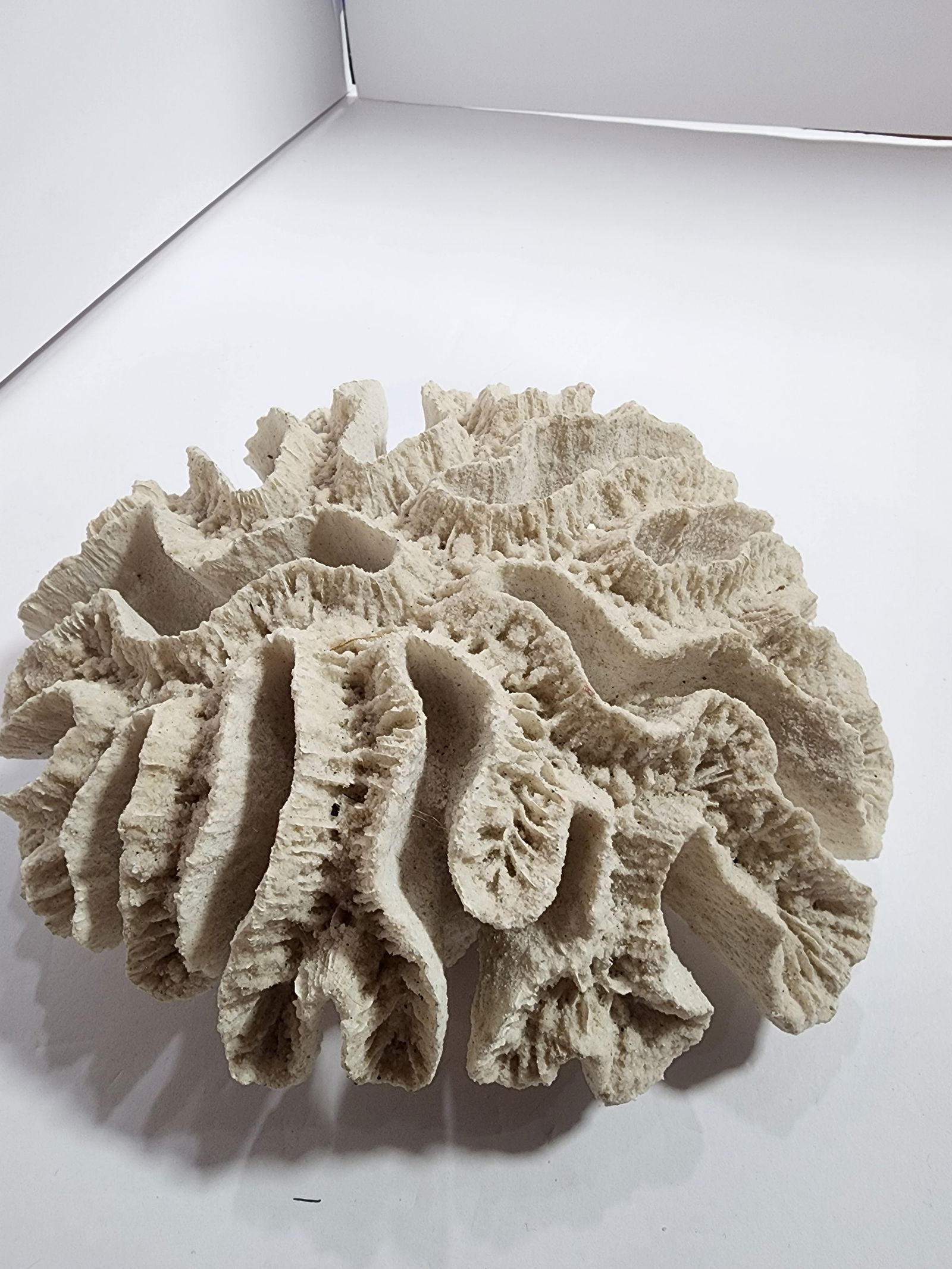 Antique Natural Brain Coral Specimen - 4