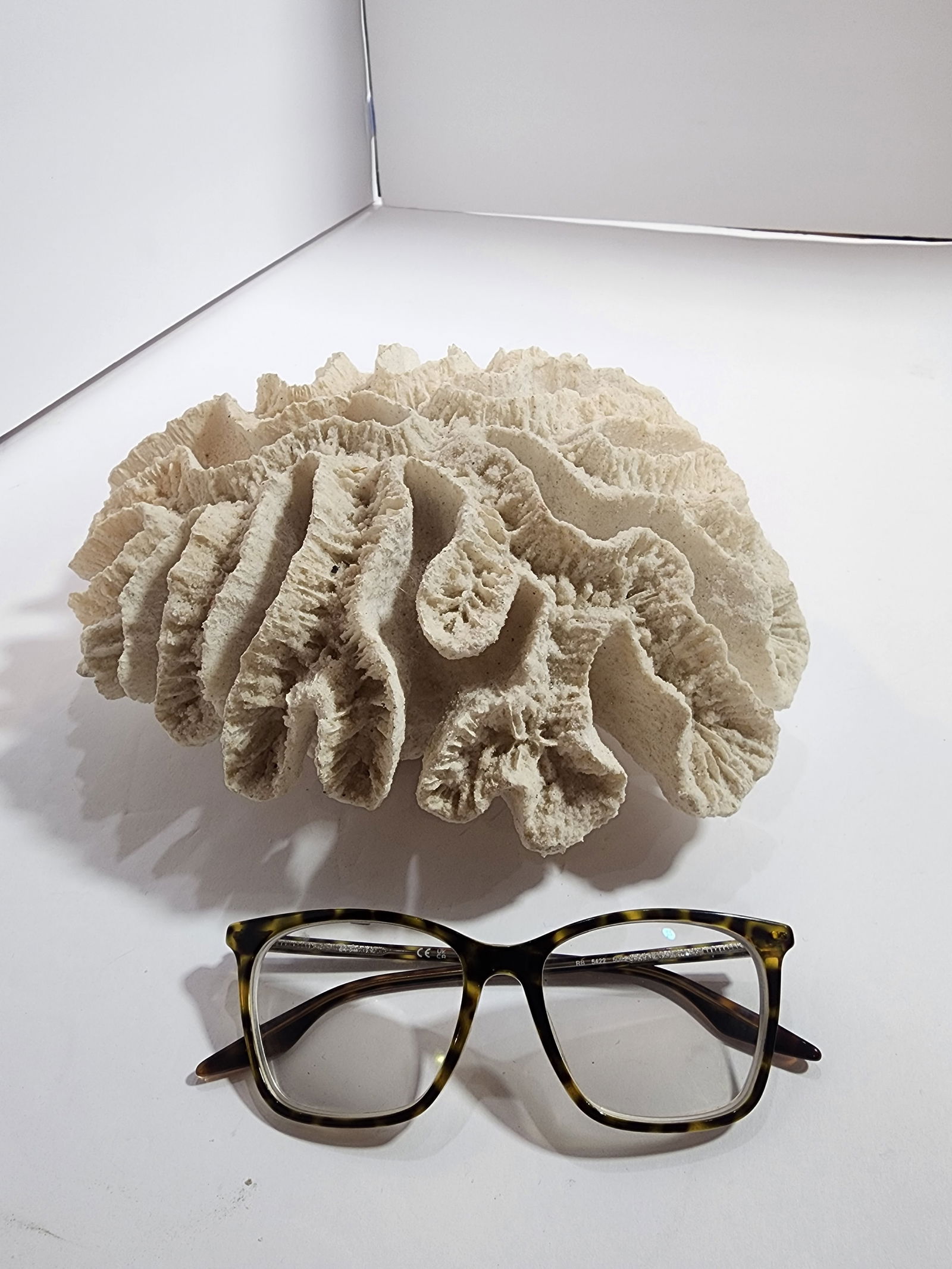 Antique Natural Brain Coral Specimen - 6