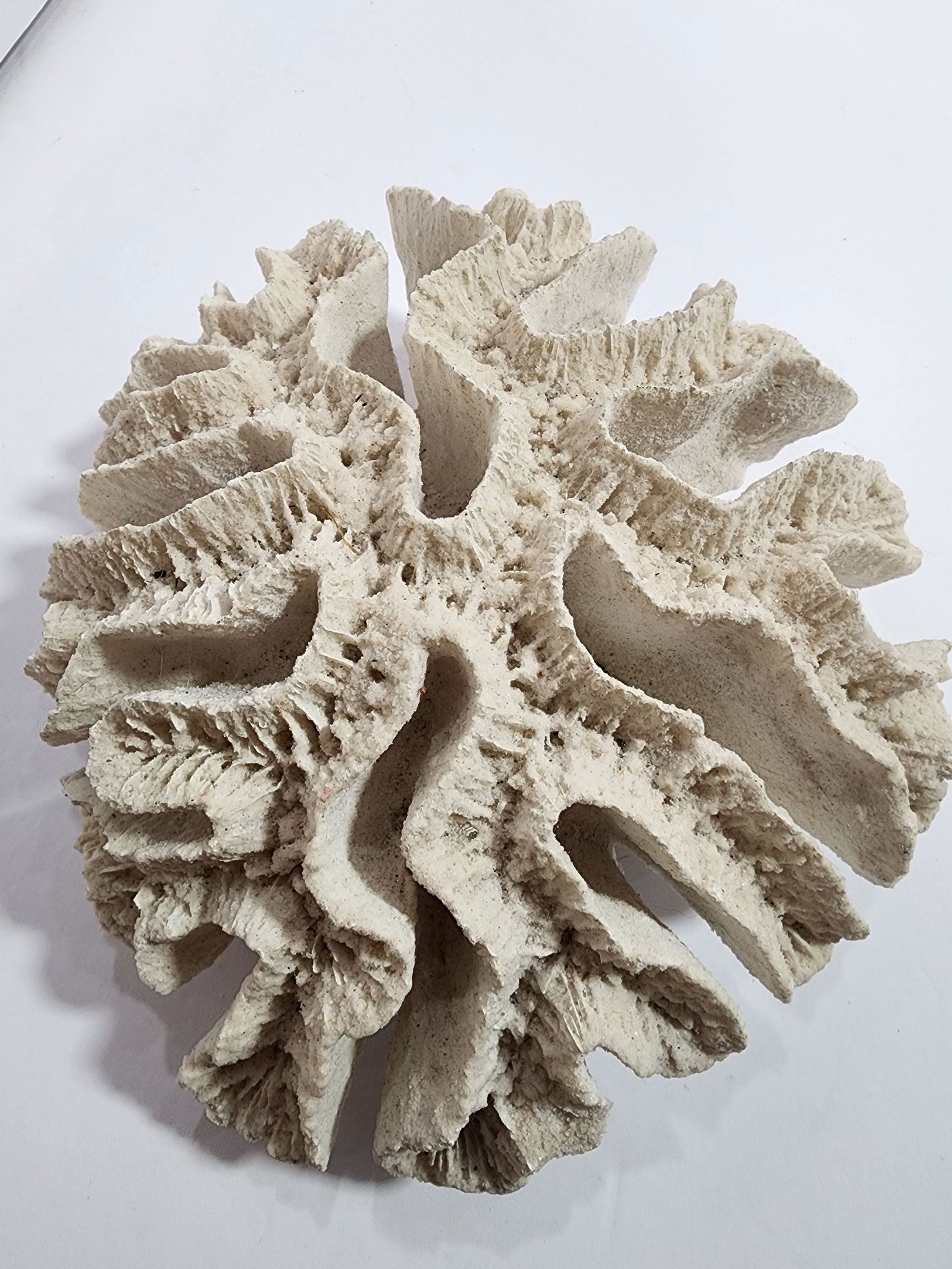 Antique Natural Brain Coral Specimen - 7