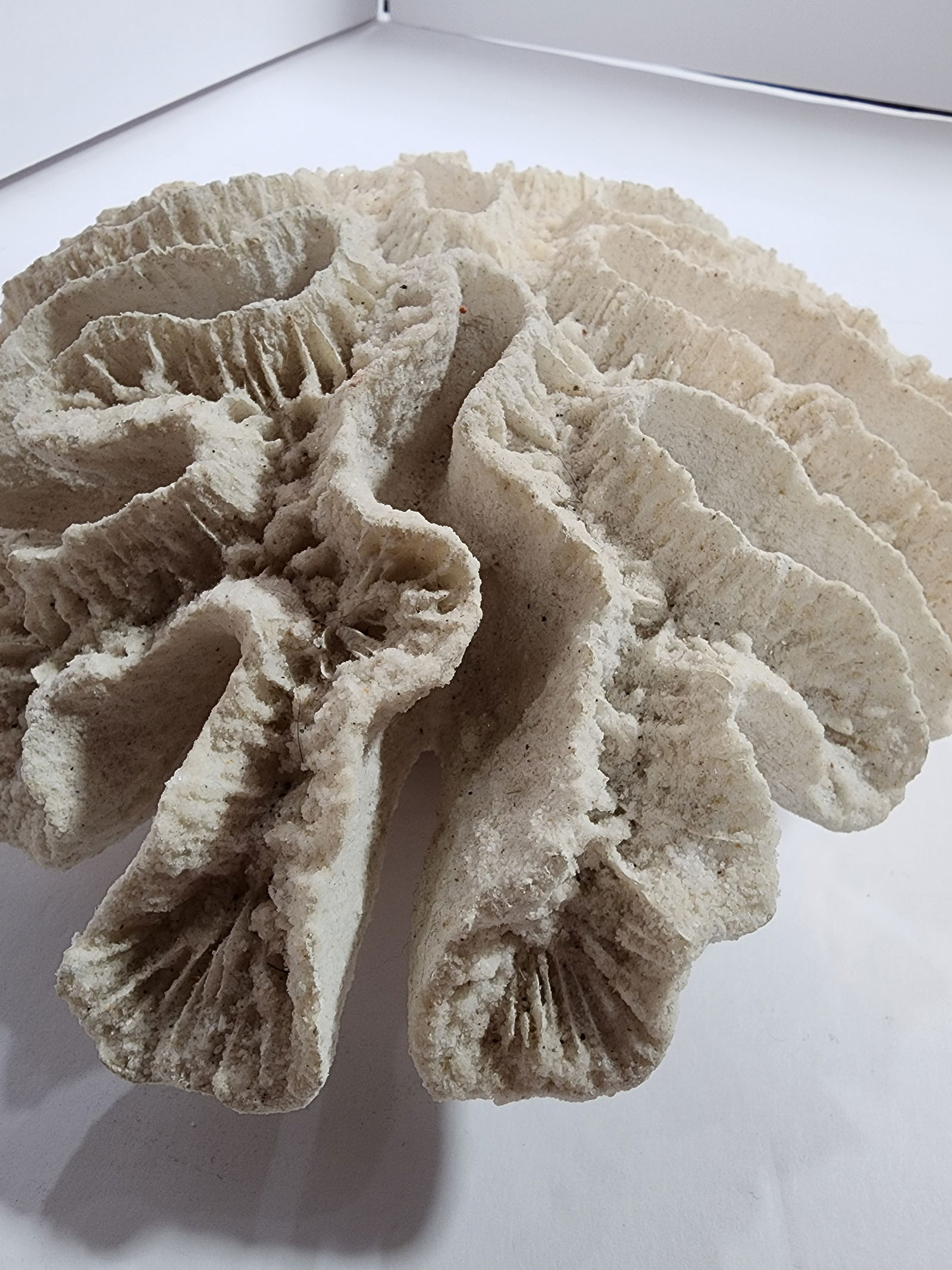 Antique Natural Brain Coral Specimen - 8