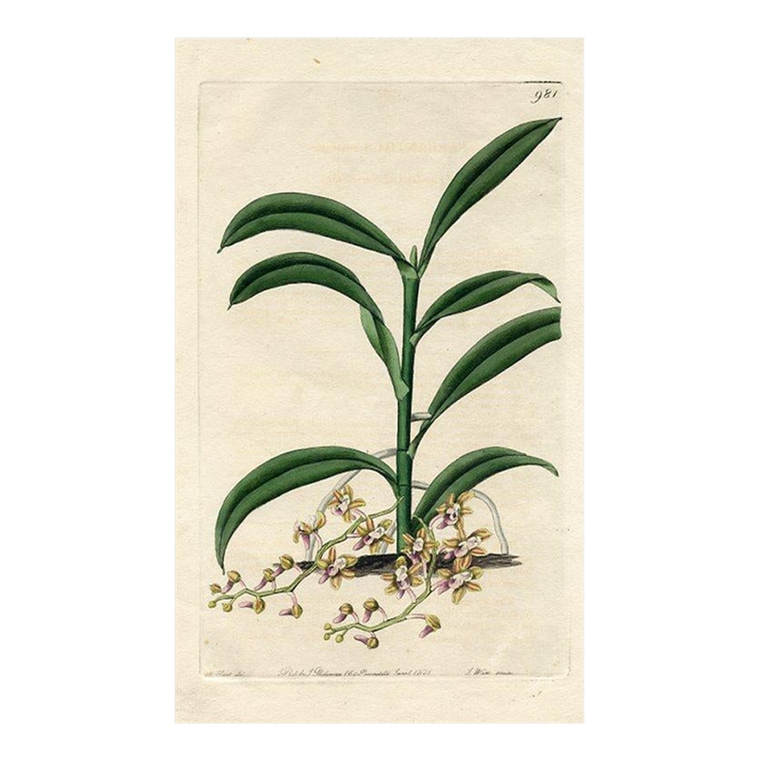 1826, Cleisostoma Orchid Print, the Botanical Register, Original Antique Botanical Print, Engraving, (1 of 3)