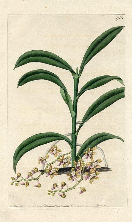 1826, Cleisostoma Orchid Print, the Botanical Register, Original Antique Botanical Print, Engraving, - 2