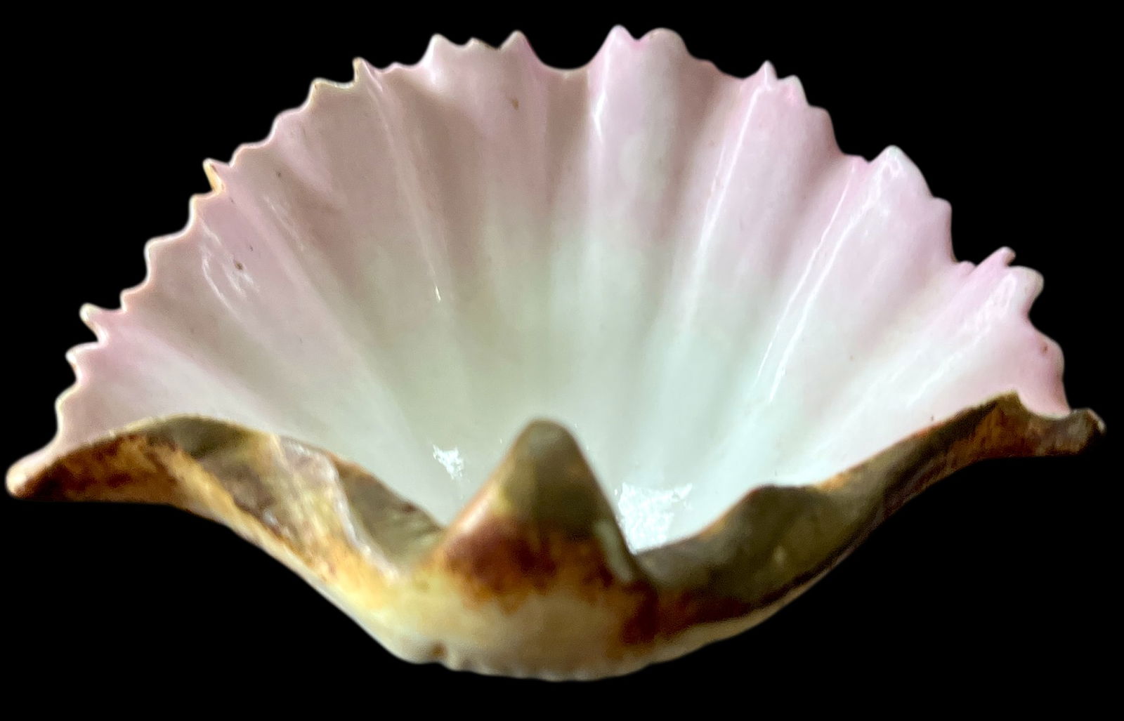 Late 19th Century Continental Majolica Scallop Shell Porcelain Bowl - 4