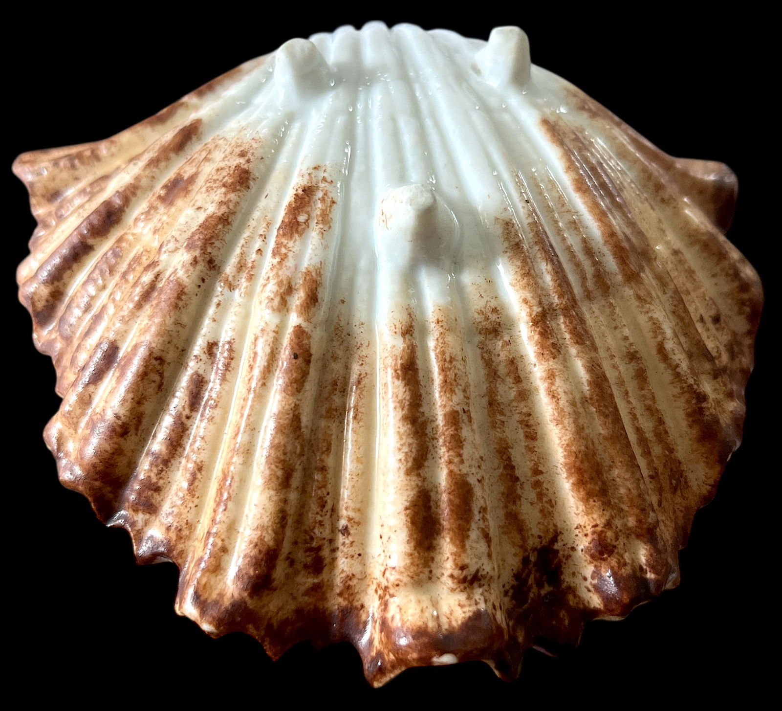 Late 19th Century Continental Majolica Scallop Shell Porcelain Bowl - 6