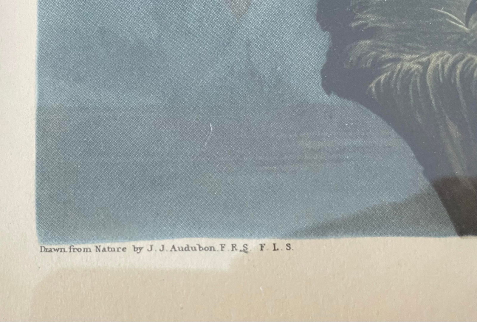Antique Audubon Print by K. Havell 1837 - 10