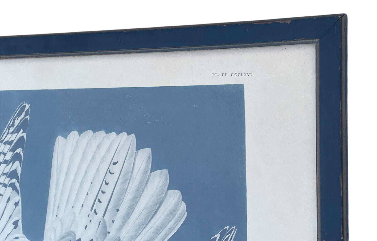 Antique Audubon Print by K. Havell 1837 - 4