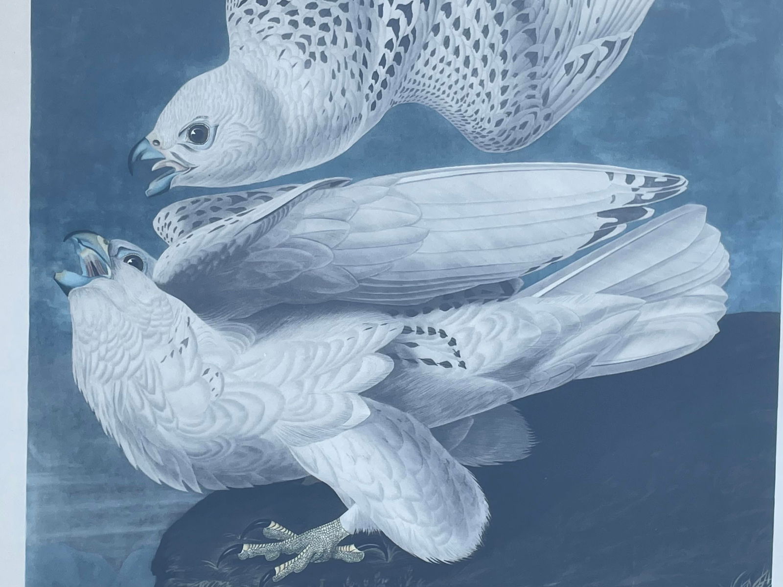 Antique Audubon Print by K. Havell 1837 - 6