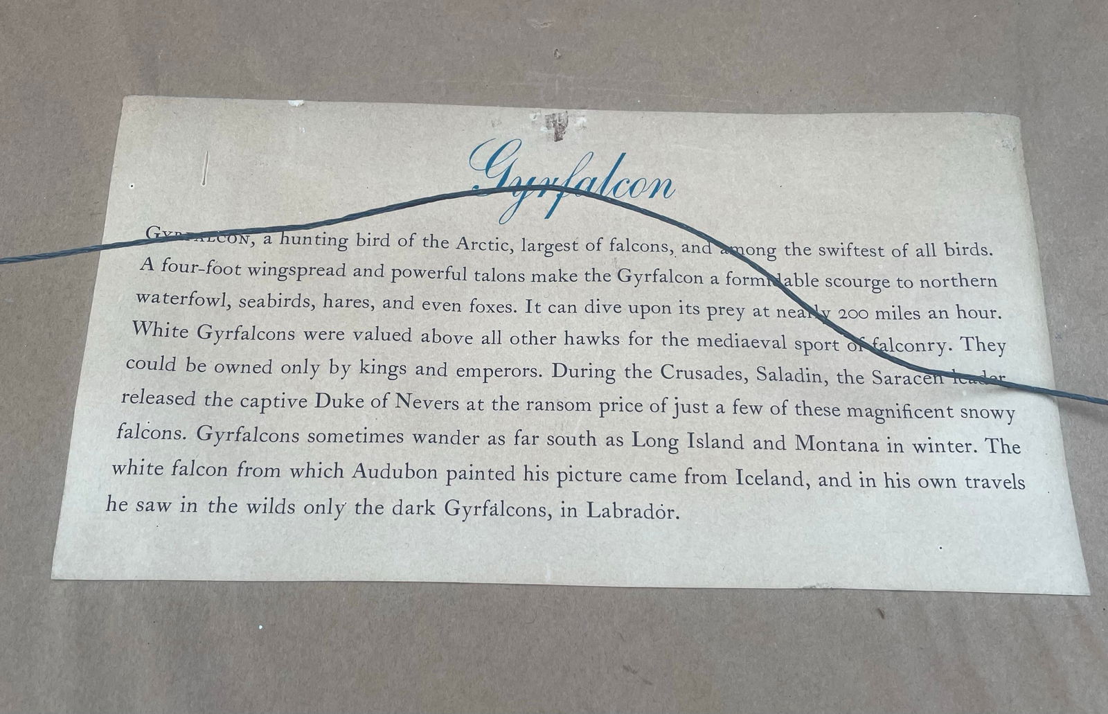 Antique Audubon Print by K. Havell 1837 - 7