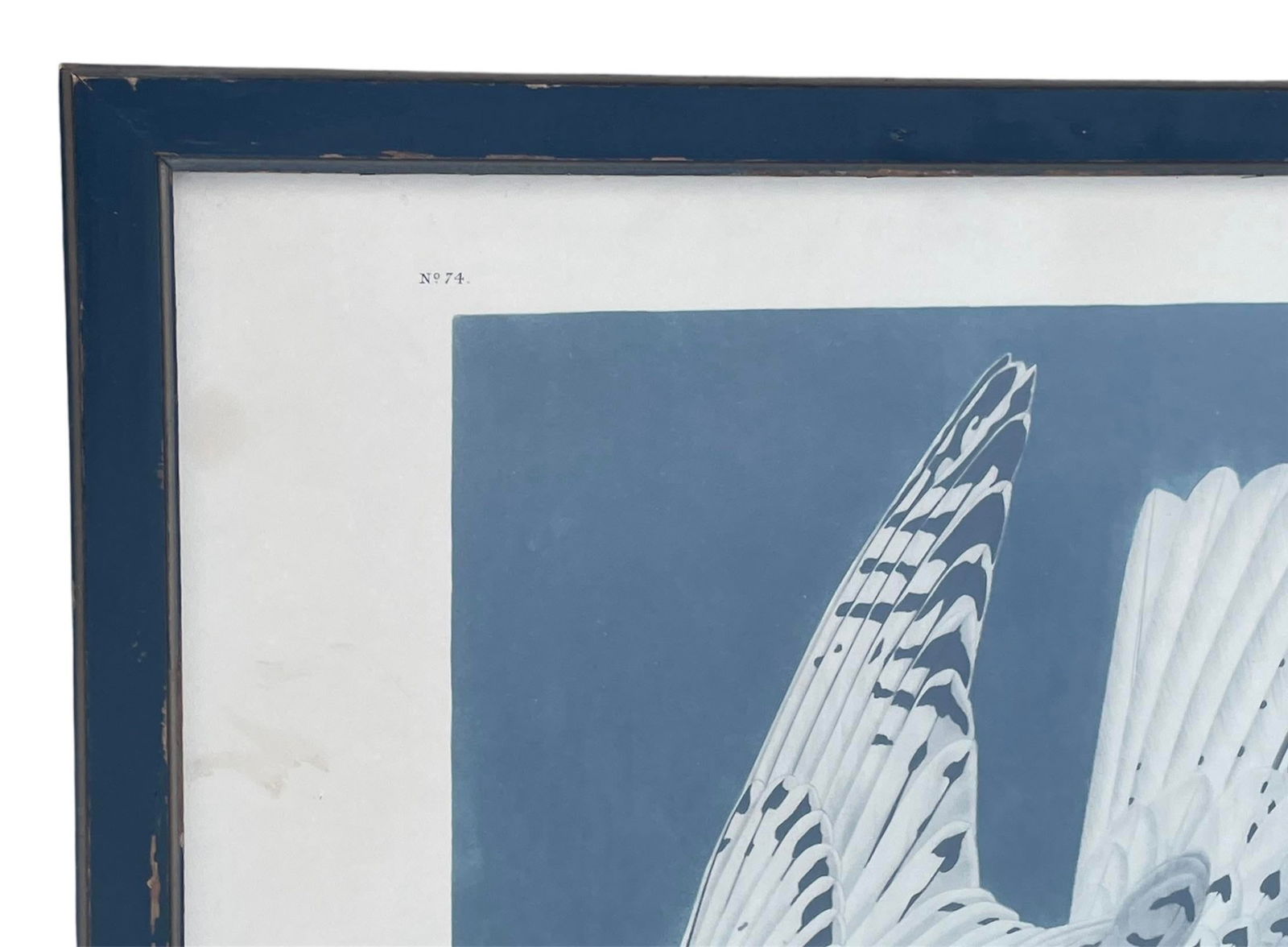 Antique Audubon Print by K. Havell 1837 - 8