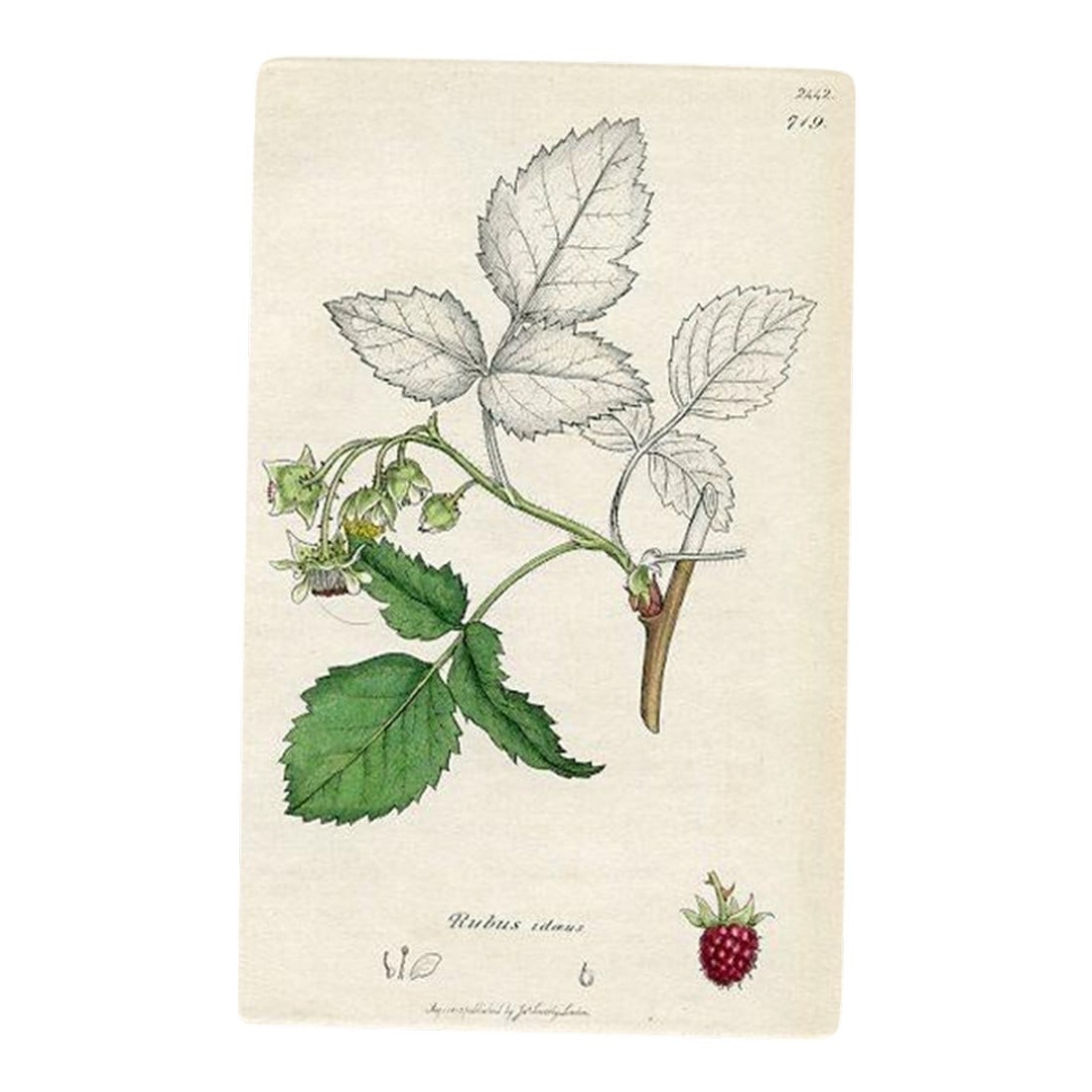 1840s, Raspberry Botanical Print by James Sowerby, Original Antique Botanical Print, Engraving, Hand: Original hand-colored botanical print from an early edition of "English Botany", the monumental work by James Sowerby that portrayed over 3000 plants native to the British Isles. Sowerby (1757-1822)