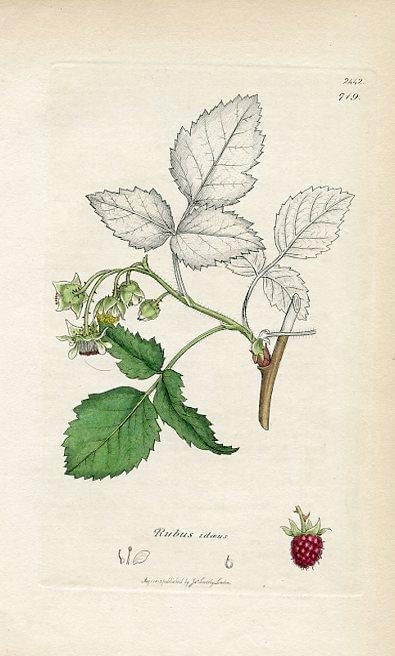 1840s, Raspberry Botanical Print by James Sowerby, Original Antique Botanical Print, Engraving, Hand - 2