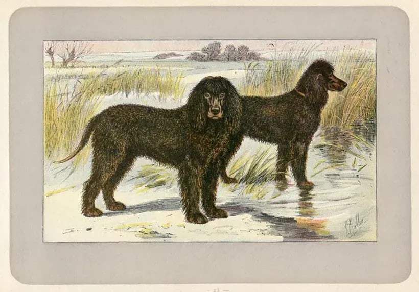 1907, Water Spaniel, Original Antique French Dog Print - 2