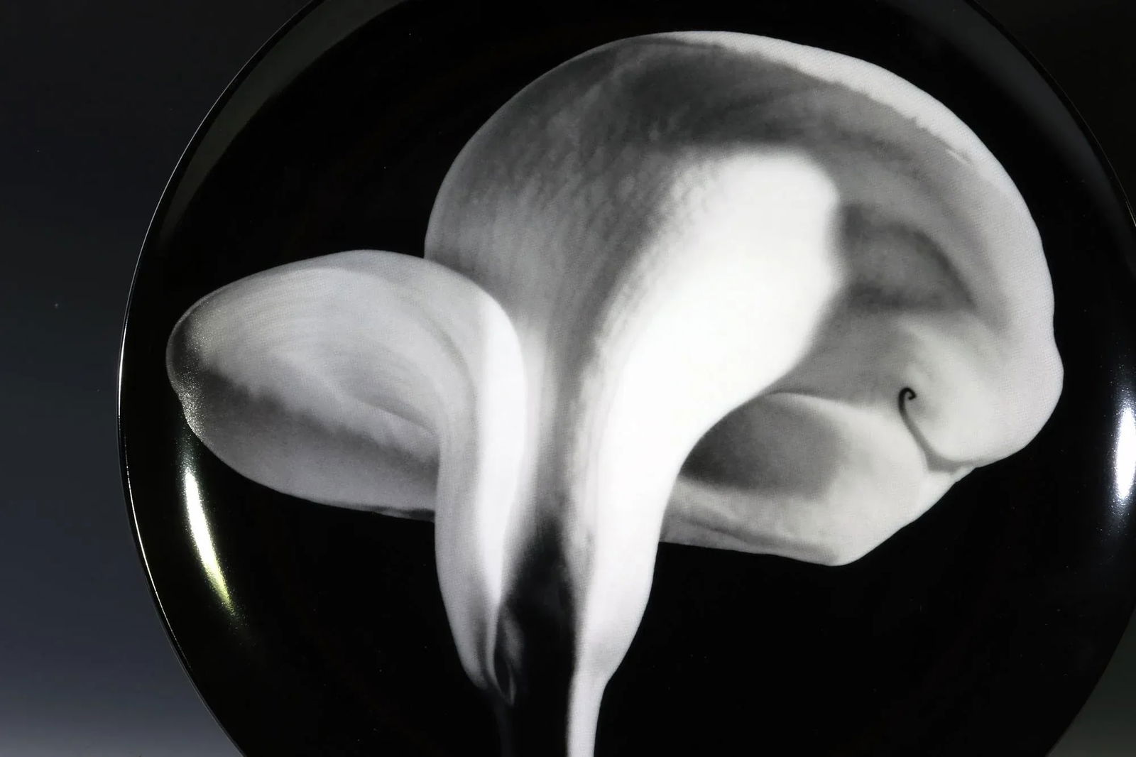 Robert Mapplethorpe Botanical Porcelain Plate, "Calla Lily, 1984" - 2