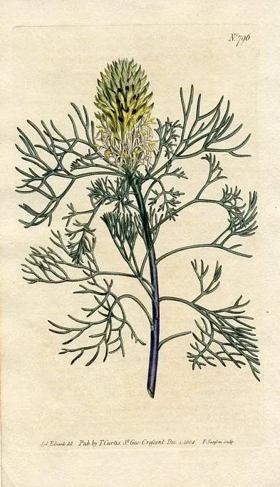 1804, Fennel-Leaved Conesticks Print, Curtis's Botanical Magazine, Original Antique Botanical Engrav - 3