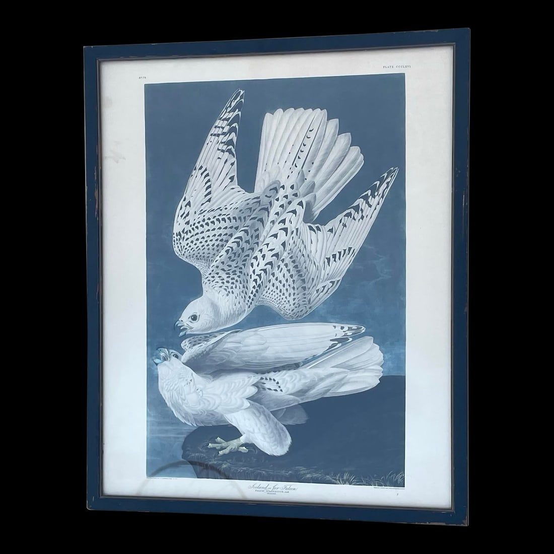 Antique Audubon Print by K. Havell 1837 - 10