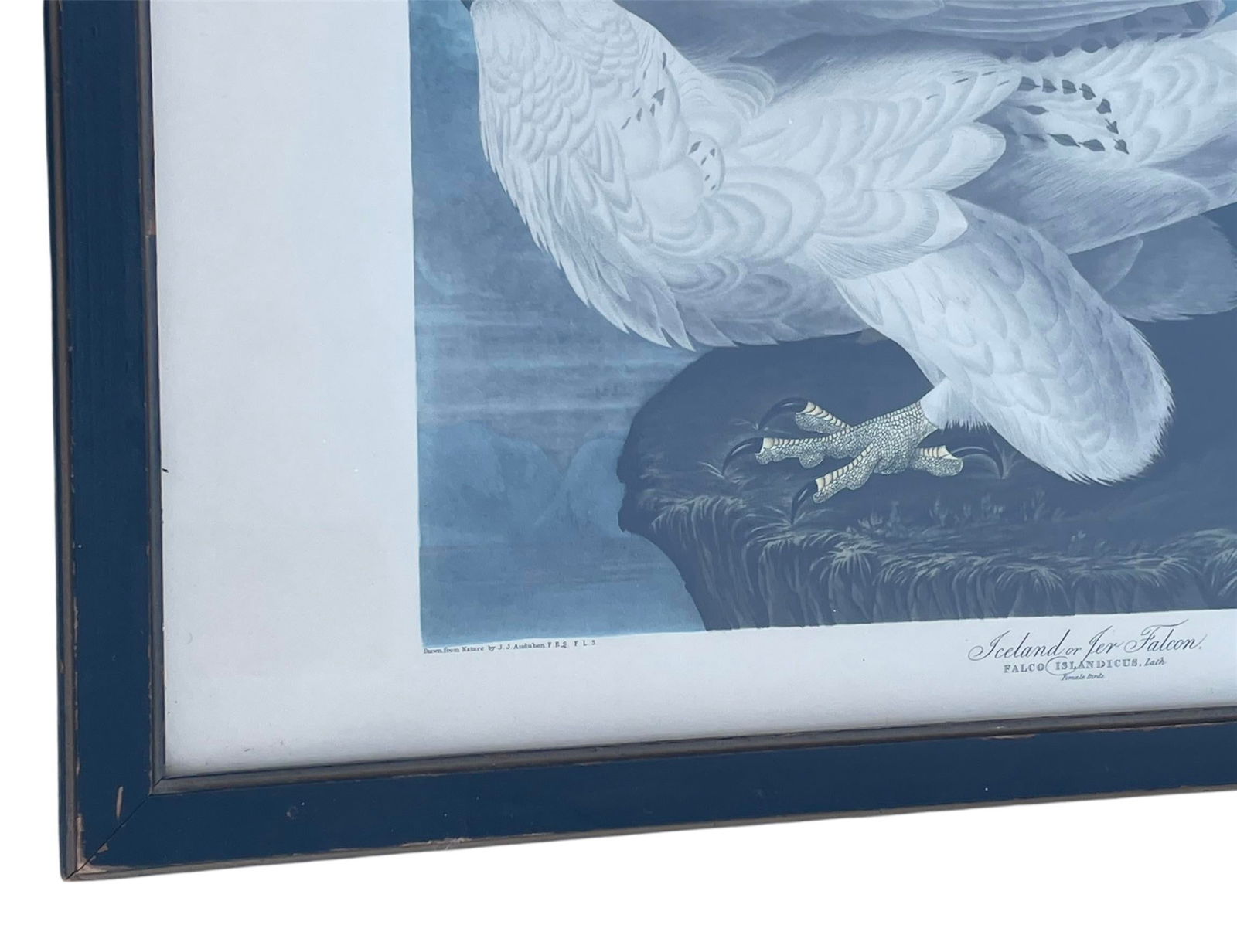 Antique Audubon Print by K. Havell 1837