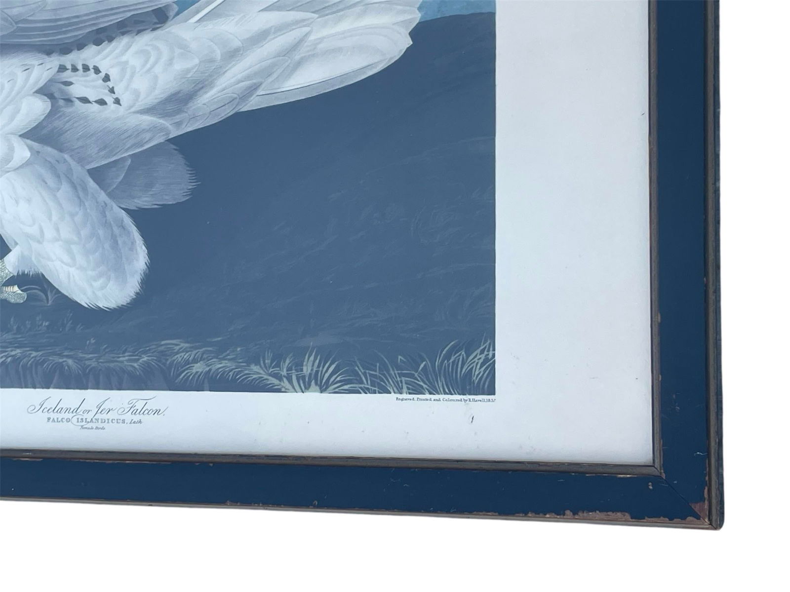 Antique Audubon Print by K. Havell 1837 - 2