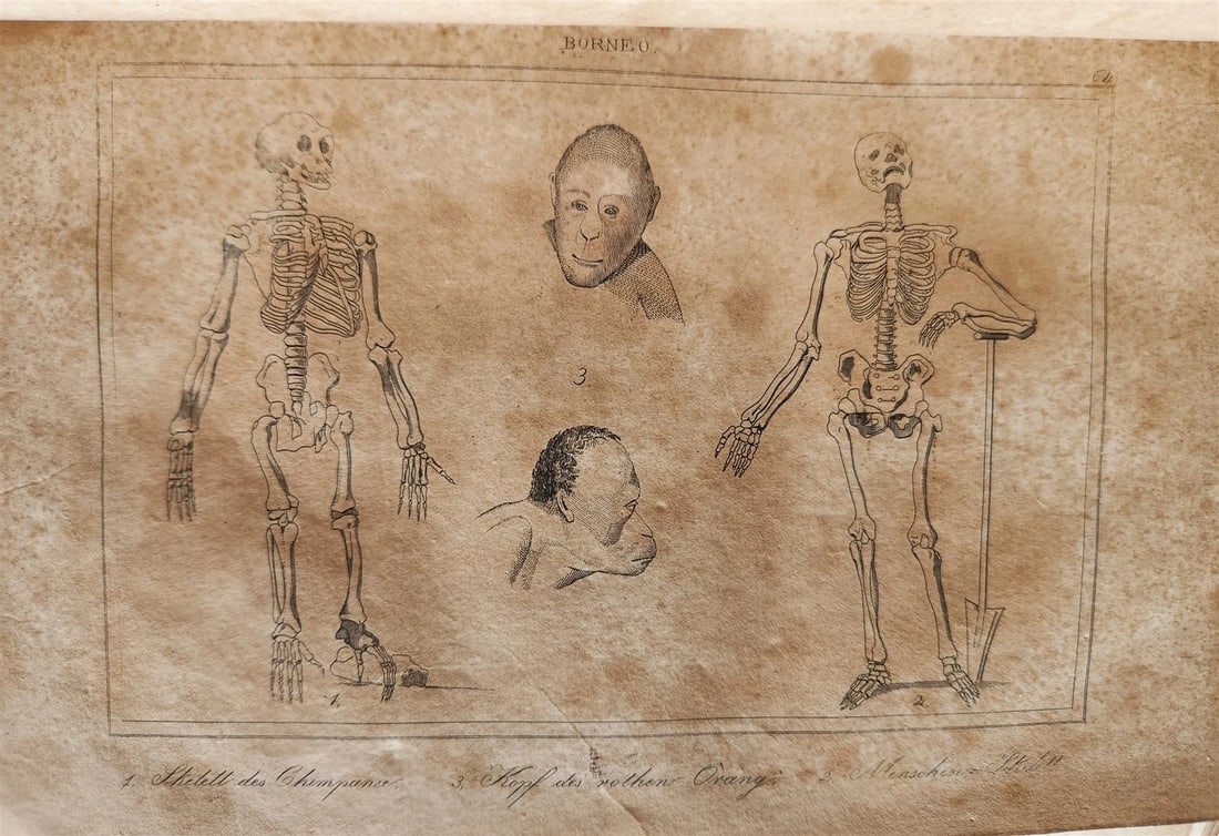 1838 TRAVELS to OCEANIA MALAYSIA POLYNESIA 3 VOLUMES antique ILLUSTRATED German - 7