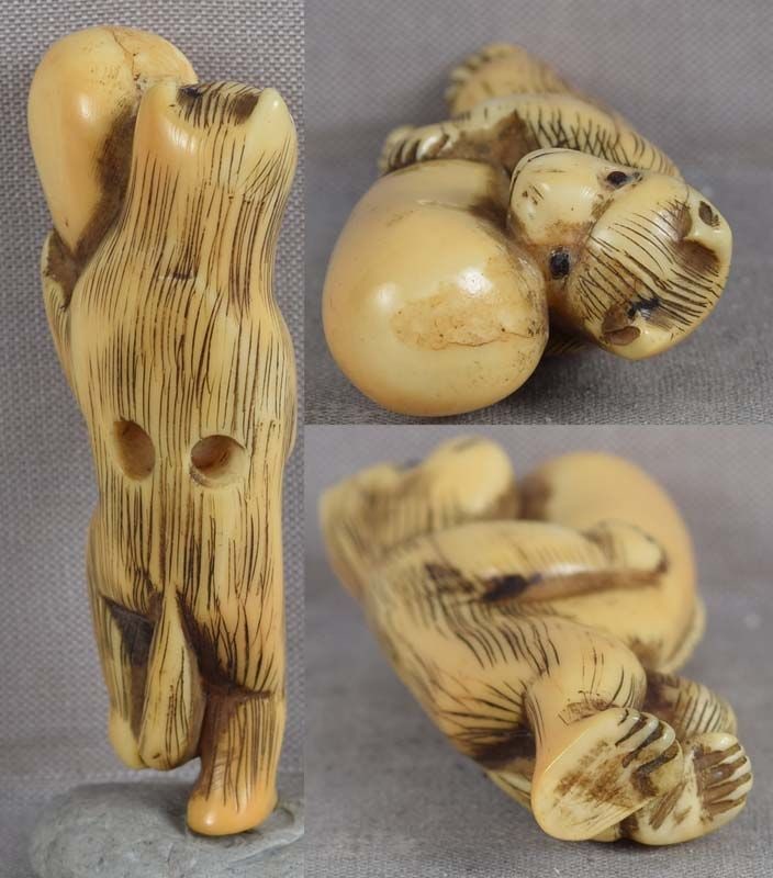19c marine netsuke indecent TANUKI the badger - 3