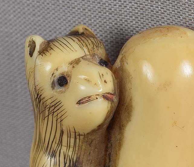 19c marine netsuke indecent TANUKI the badger - 4