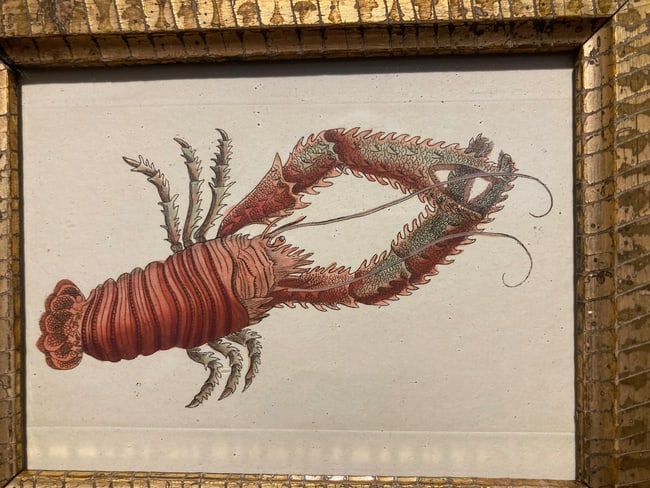 1799 hand colored lobster engraving - 2