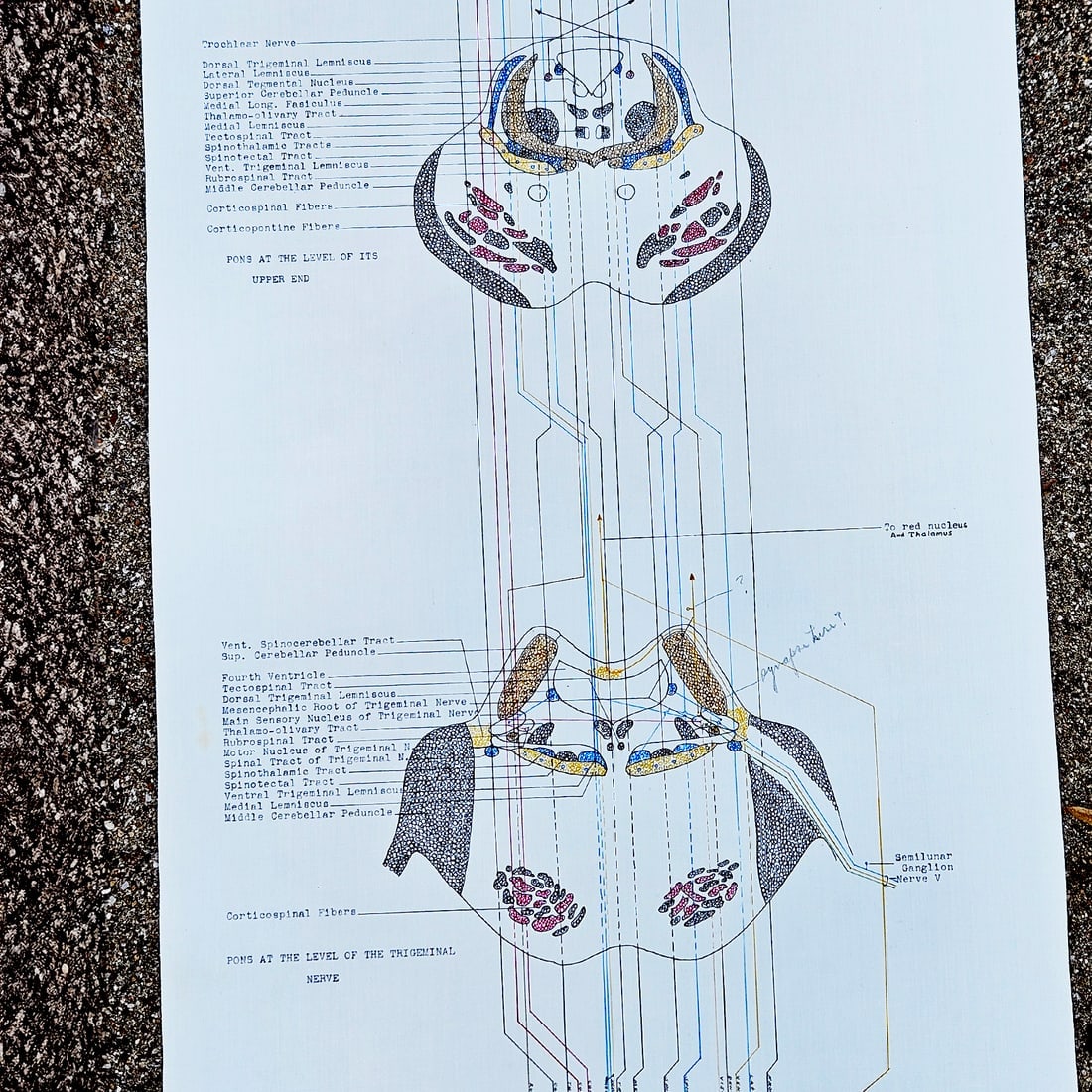 Vintage Pull-down Canvas Neuro Chart entitled “Anatomy of the Brain and Spinal Cord” - 5