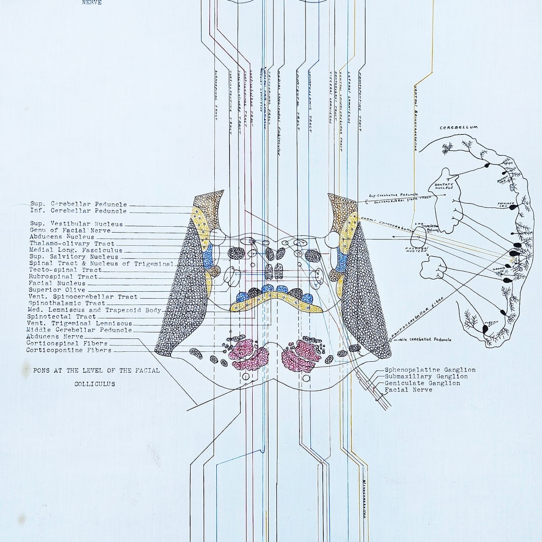 Vintage Pull-down Canvas Neuro Chart entitled “Anatomy of the Brain and Spinal Cord” - 6