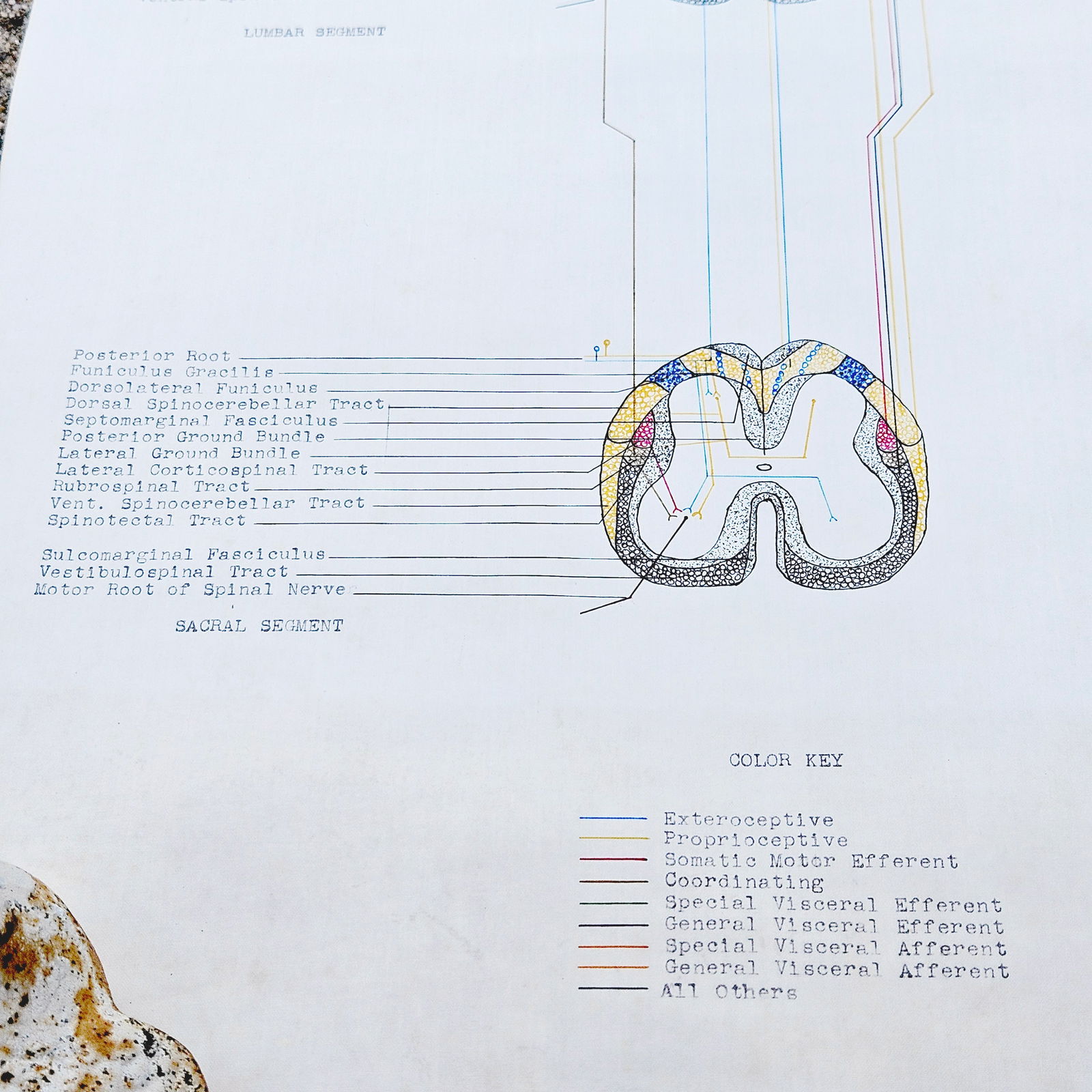 Vintage Pull-down Canvas Neuro Chart entitled “Anatomy of the Brain and Spinal Cord” - 7