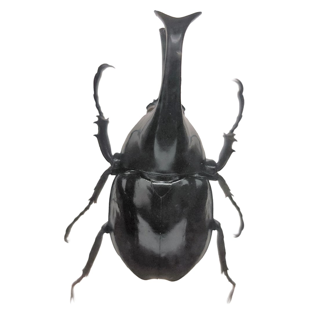 Set of 3 Exotic Bugs Beetles Mounted - 10