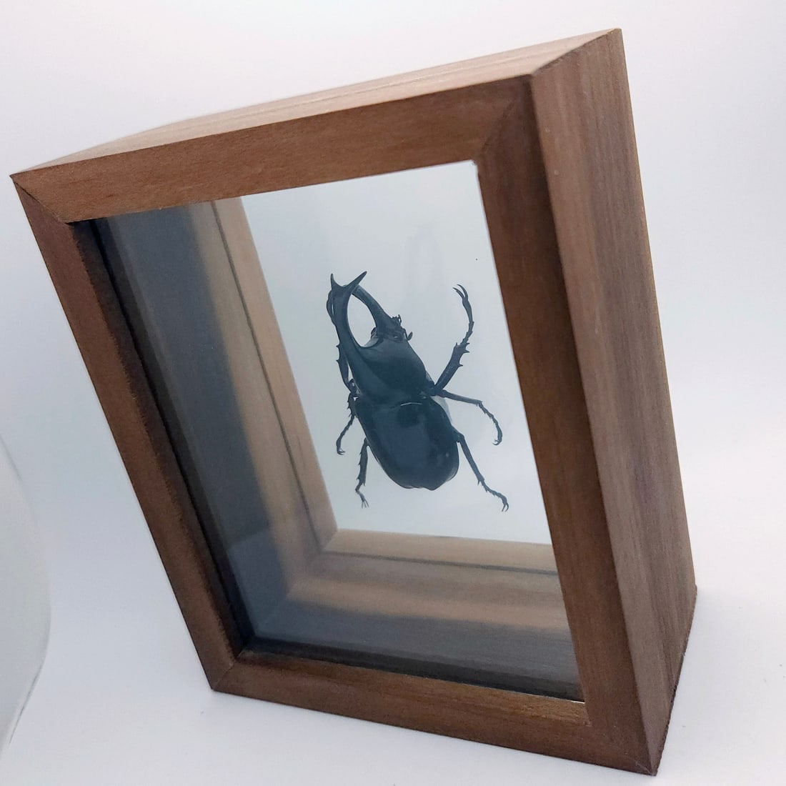 Set of 3 Exotic Bugs Beetles Mounted - 12
