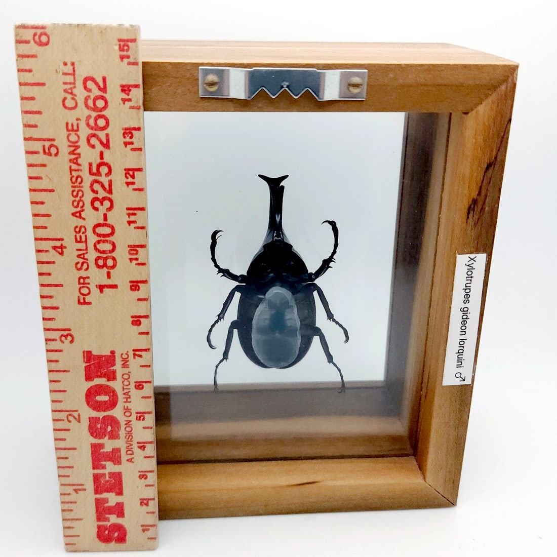 Set of 3 Exotic Bugs Beetles Mounted - 13