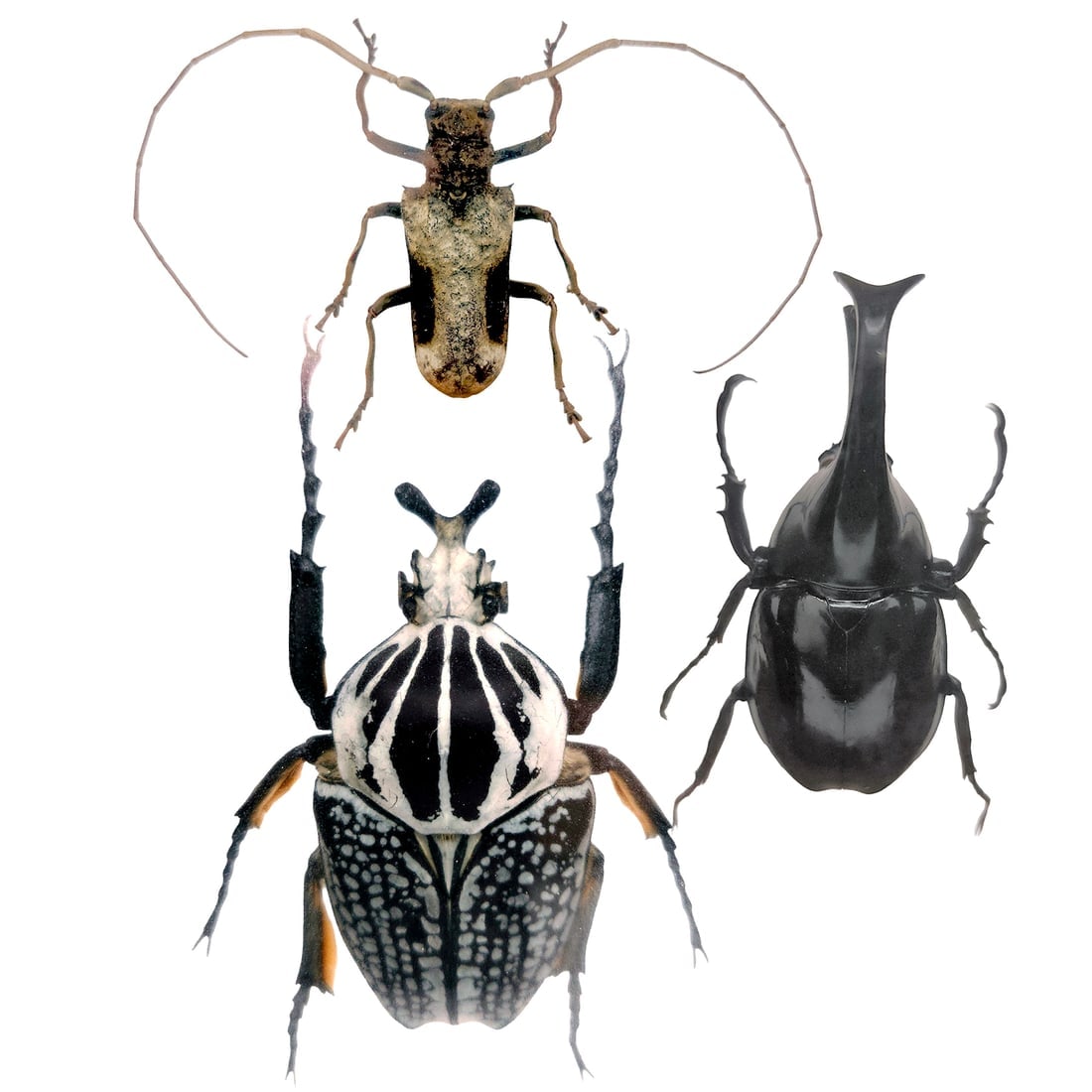 Set of 3 Exotic Bugs Beetles Mounted (1 of 13)
