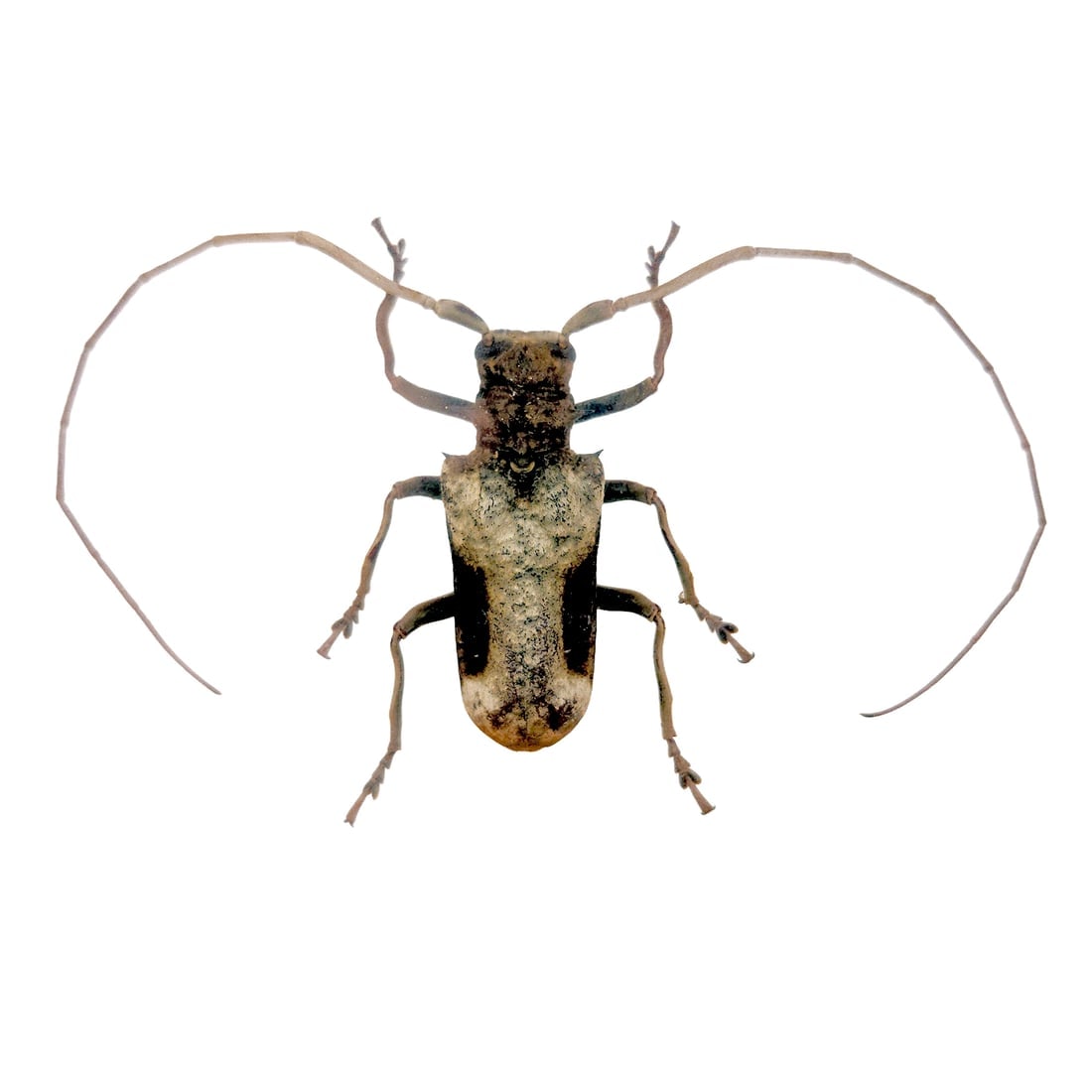 Set of 3 Exotic Bugs Beetles Mounted - 2