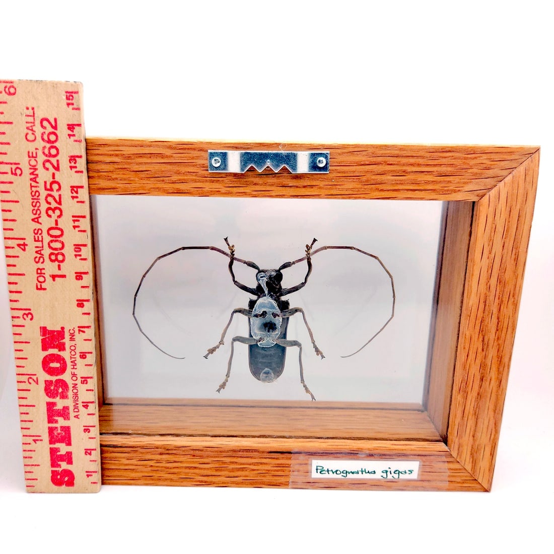 Set of 3 Exotic Bugs Beetles Mounted - 5