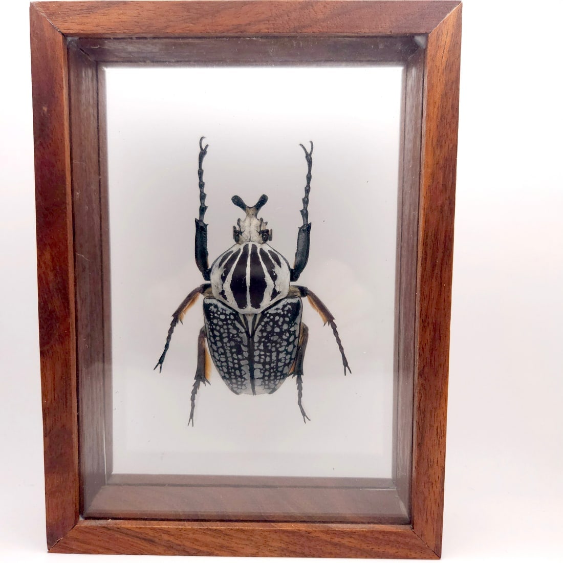 Set of 3 Exotic Bugs Beetles Mounted - 7
