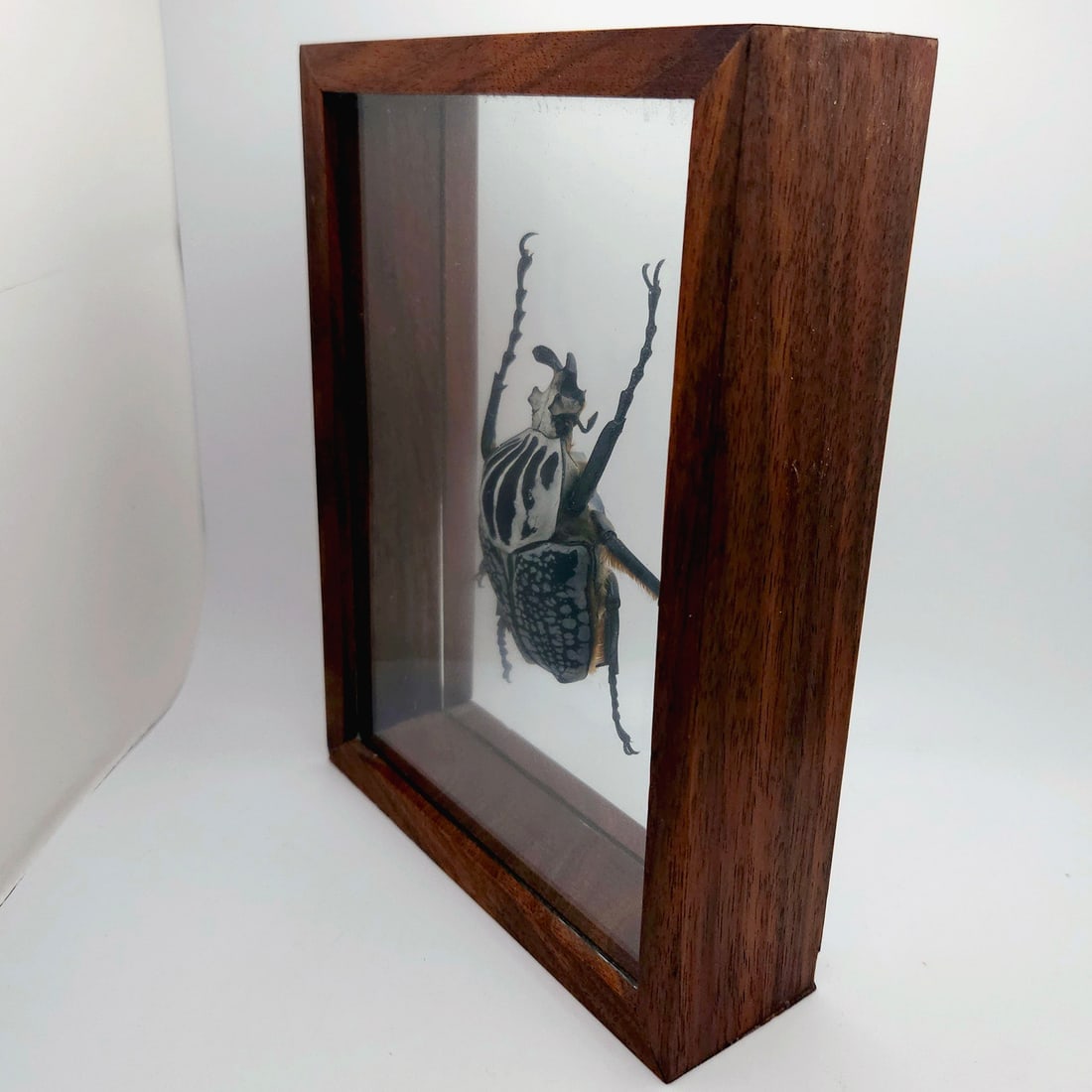 Set of 3 Exotic Bugs Beetles Mounted - 8